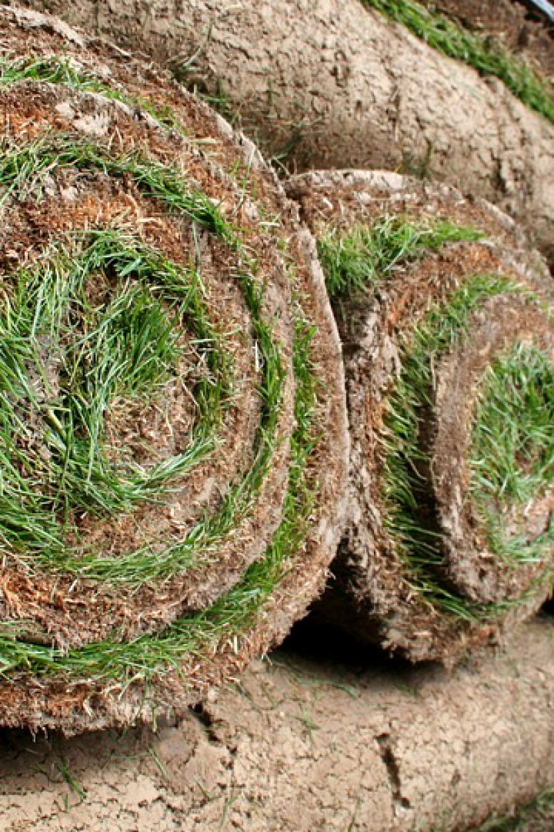 Pasto alfombra Agroven